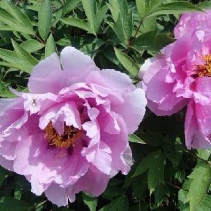 Комплект 5шт / Пион древовидный As pretty as flower and jade - Красота и уникальность Комплект 5шт / Пион древовидный As pretty as flower and jade - Красота и уникальность