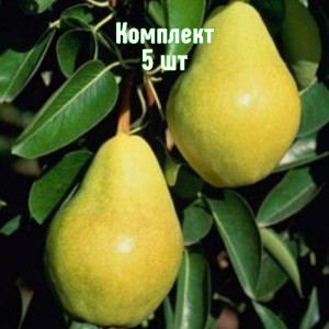Саженцы Комплект 5шт / Груша Тютчевская