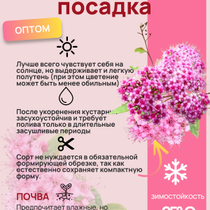 Спирея розовая / опт 1000 штук