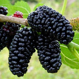 Саженцы Комплект 5шт / Шаровидная шелковица Королевская