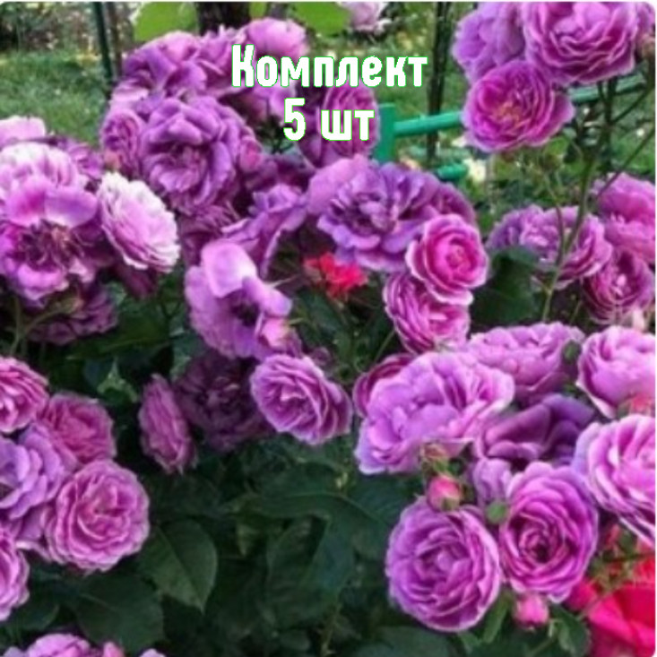Комплект 5шт / Роза Минерва (флорибунда) Комплект 5шт / Роза Минерва (флорибунда)