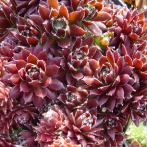 Саженцы Молодило Горное