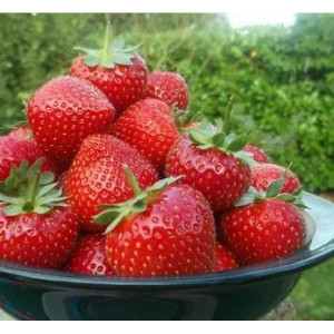 Саженцы Клубника Мурано (Ремонтантная/Ранняя)
