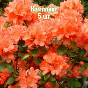 Комплект 5шт / Рододендрон Гейша Оранж Комплект 5шт / Рододендрон Гейша Оранж